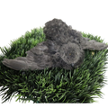 All Black Quail Hatching Eggs - Pure Breed, Ideal for Aviary Hobbyists & Breeders