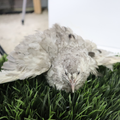 Andalusian coturnix fertile quail eggs