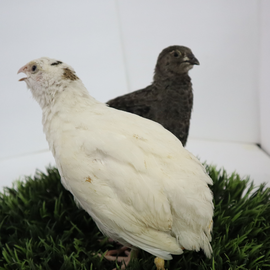Fertile Quail Eggs – Choose Your Variety