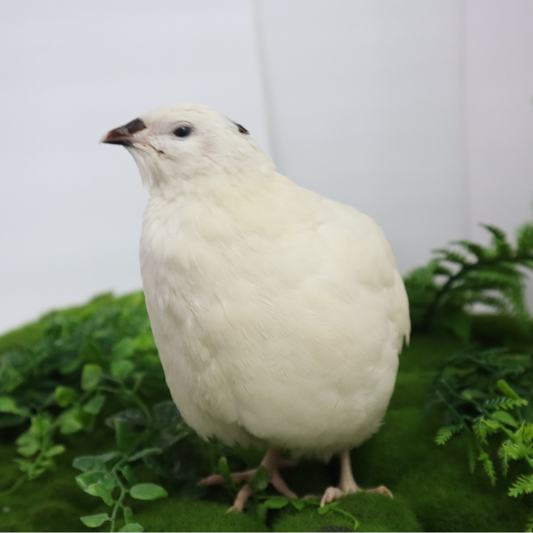 Fertile Quail Eggs – Choose Your Variety