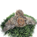 German Chocolate Pansy Quail Hatching Eggs