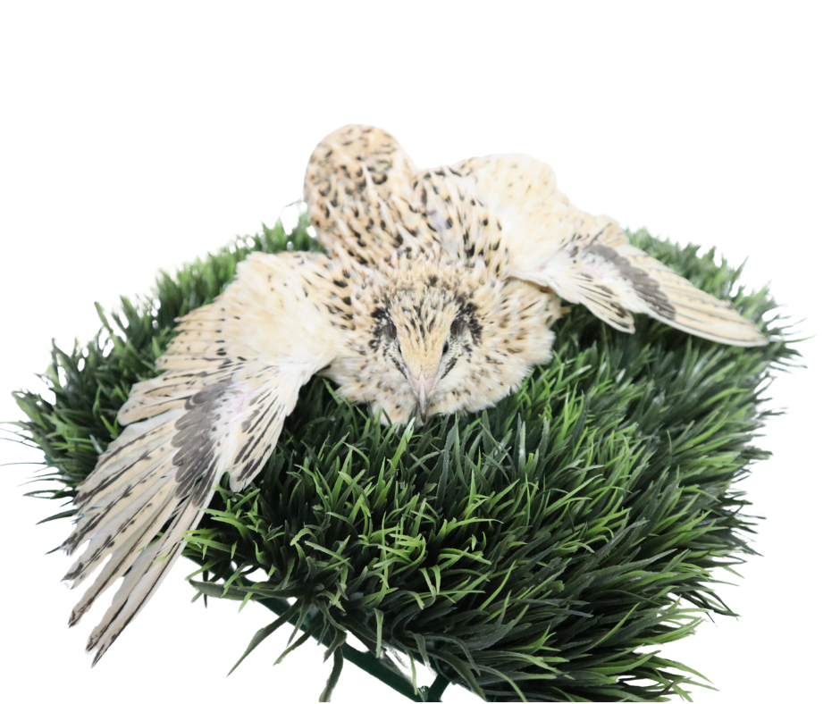 Jumbo Italian Quail Hatching Eggs