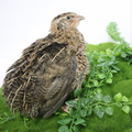 Fertile Quail Eggs – Choose Your Variety