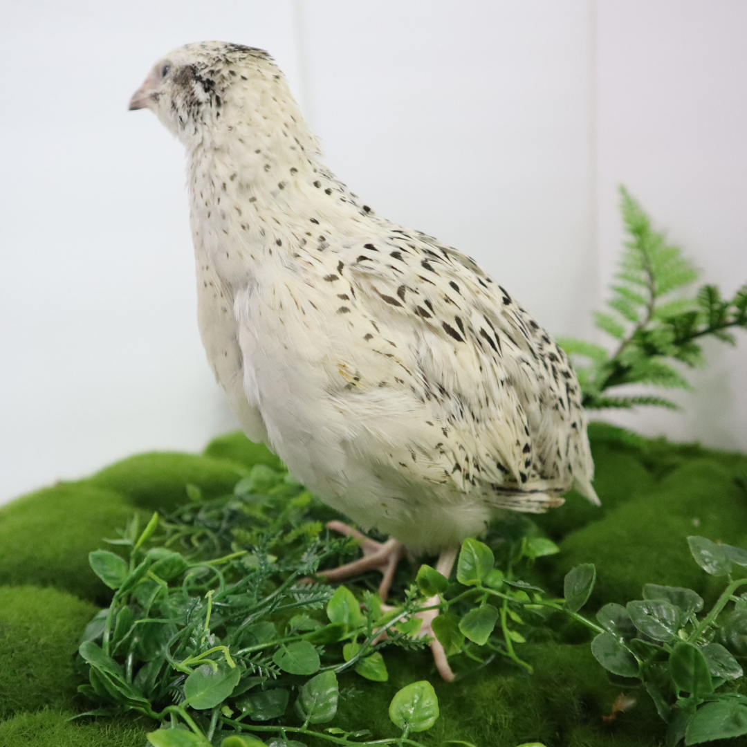 Fertile Quail Eggs – Choose Your Variety
