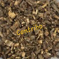 Contribo | Digestive Cleanse & Immune Strength