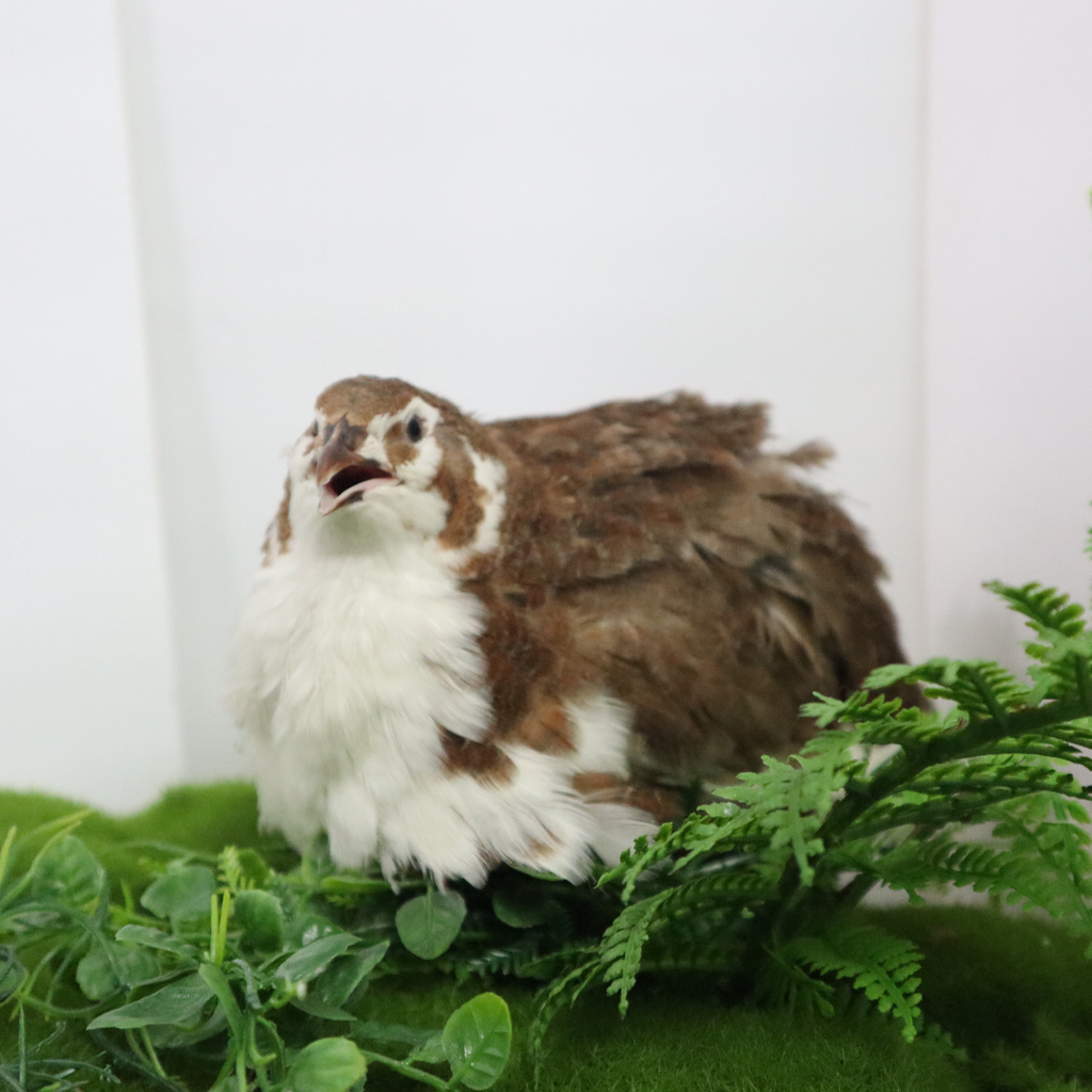 Celadon Coturnix Hatching Eggs - true blue layers