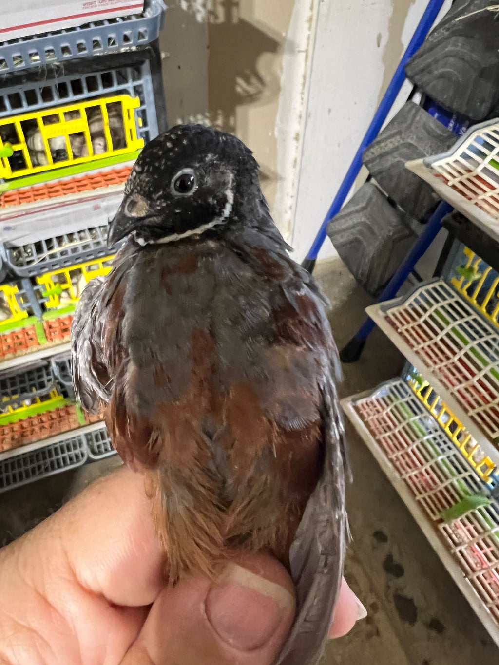 Button Quail Eggs -Eggs for Hatching